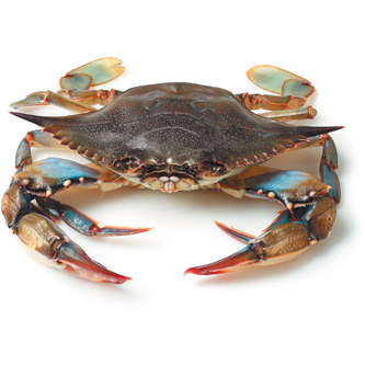 Soft Shell Crabs