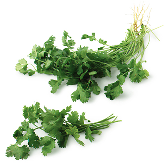 Cilantro